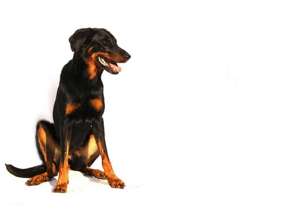 Detail Beauceron Rottweiler Doberman Nomer 2