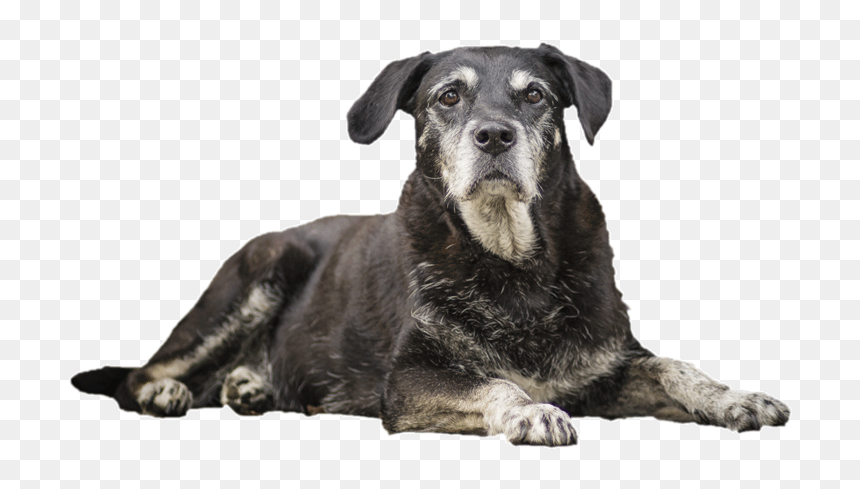 Detail Dog Png Transparent Nomer 23