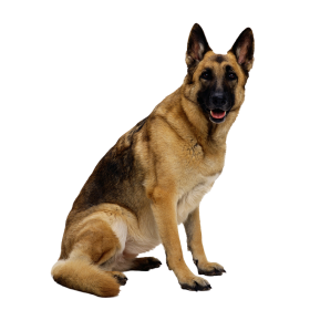 Detail Dog Png Transparent Nomer 26