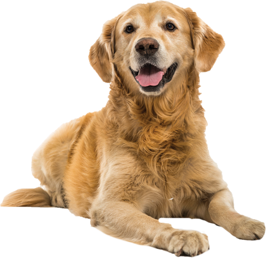 Detail Dog Png Transparent Nomer 29