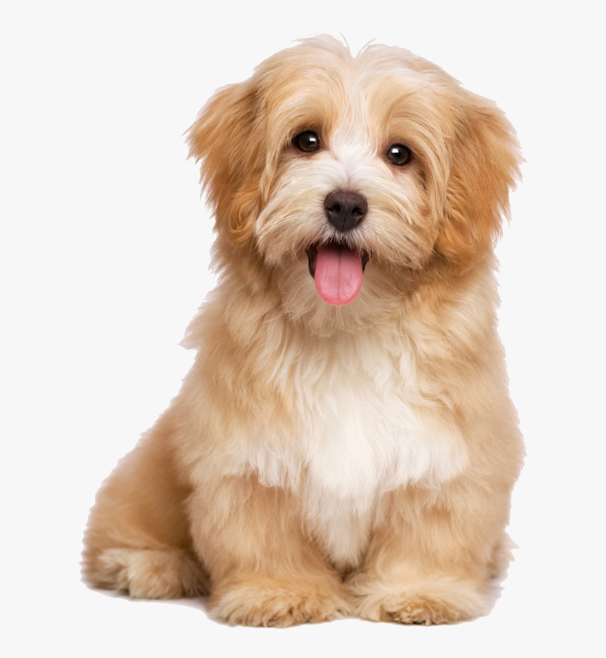 Detail Dog Png Transparent Nomer 39