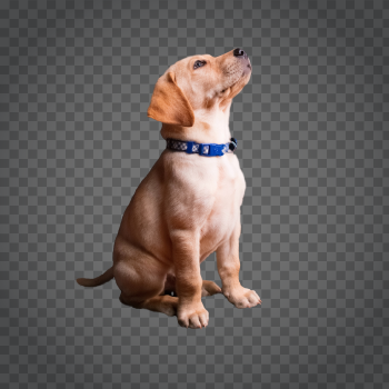 Detail Dog Png Transparent Background Nomer 20