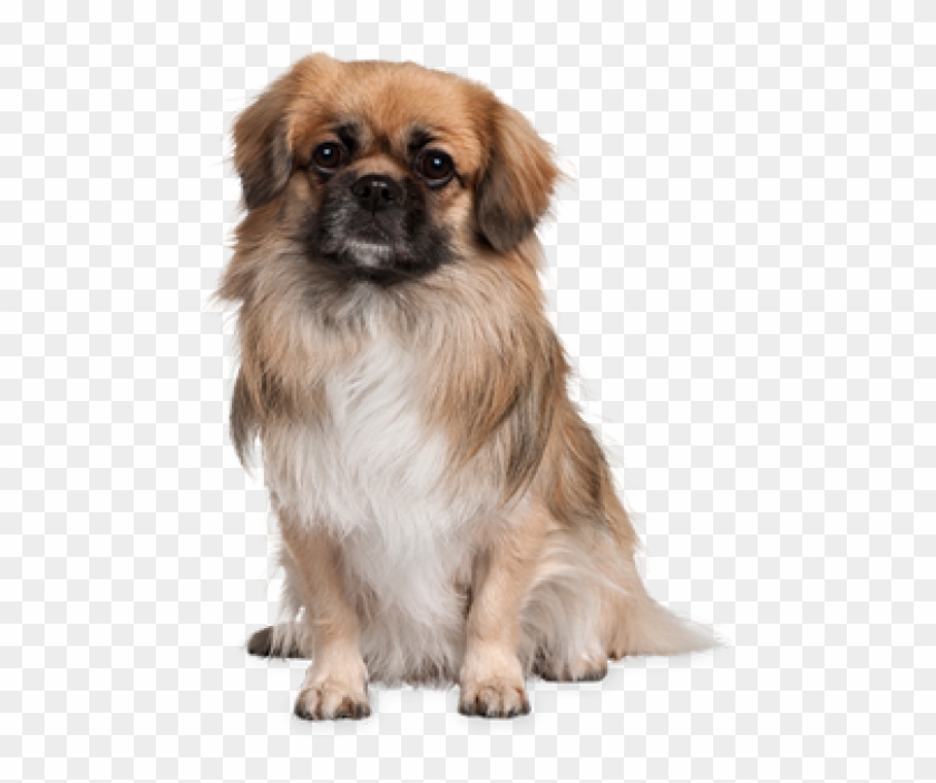 Detail Dog Png Transparent Background Nomer 22