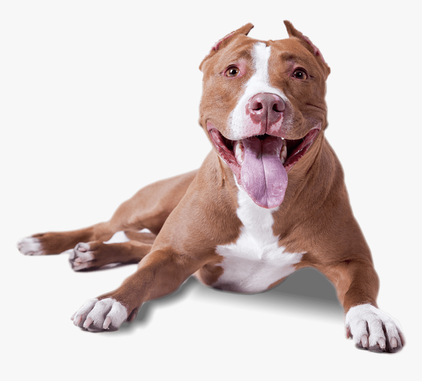 Detail Dog Png Transparent Background Nomer 26