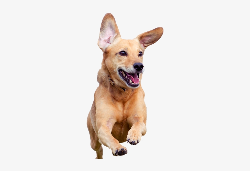 Detail Dog Png Transparent Background Nomer 27