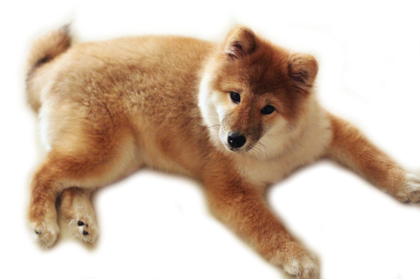 Detail Dog Png Transparent Background Nomer 29