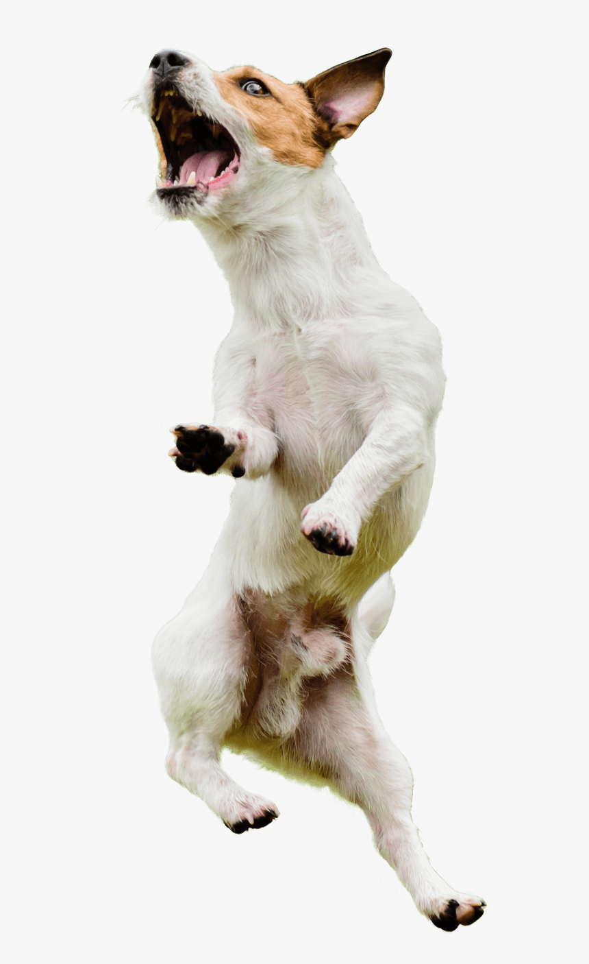 Detail Dog Png Transparent Background Nomer 31