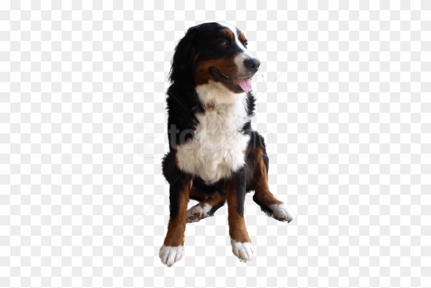 Detail Dog Png Transparent Background Nomer 41