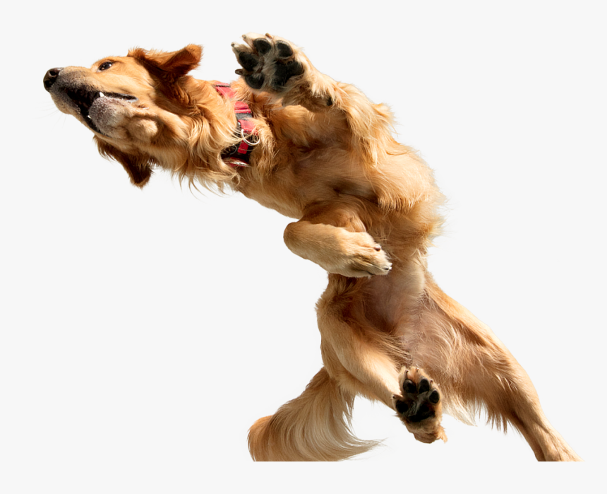 Detail Dog Png Transparent Background Nomer 47