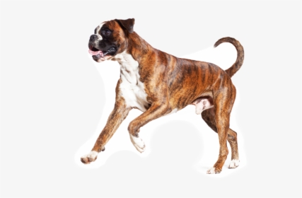 Detail Dog Png Transparent Background Nomer 55