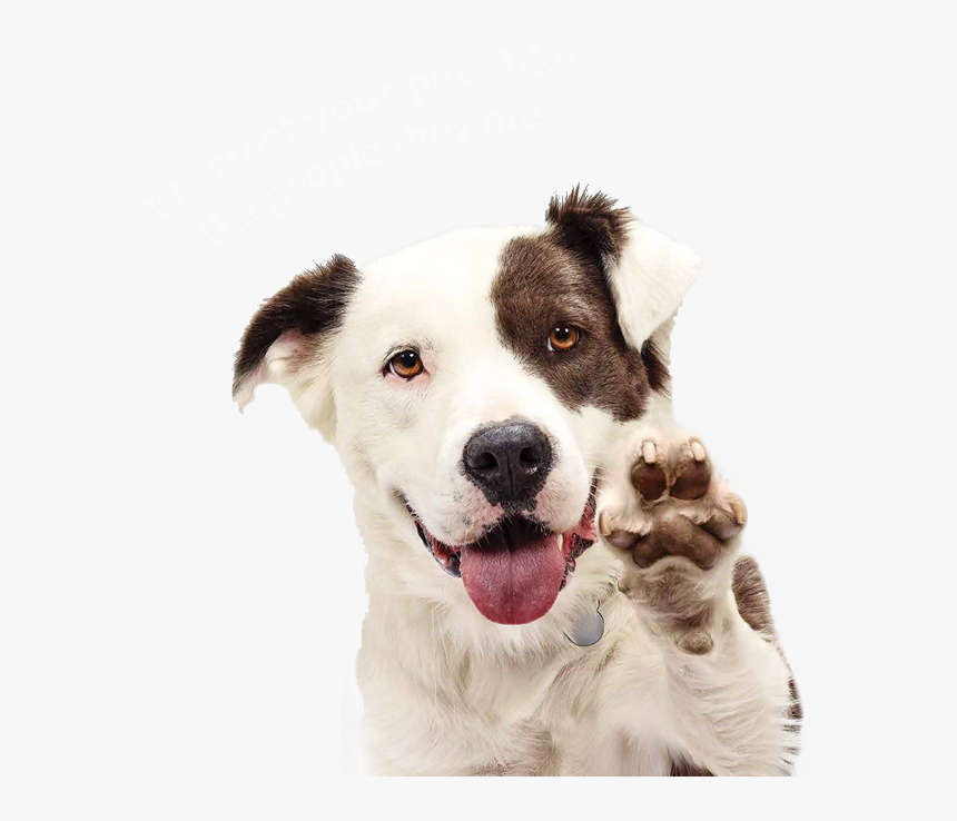 Detail Dog Png Transparent Background Nomer 7