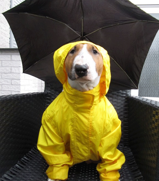 Detail Dog Raincoat Umbrella Nomer 14