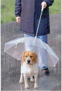 Detail Dog Raincoat Umbrella Nomer 24