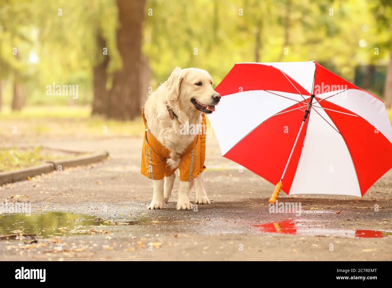 Detail Dog Raincoat Umbrella Nomer 25