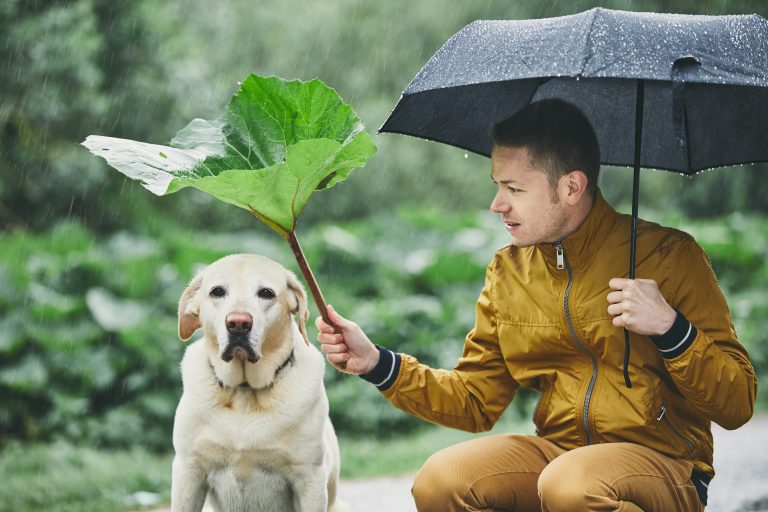 Detail Dog Raincoat Umbrella Nomer 26