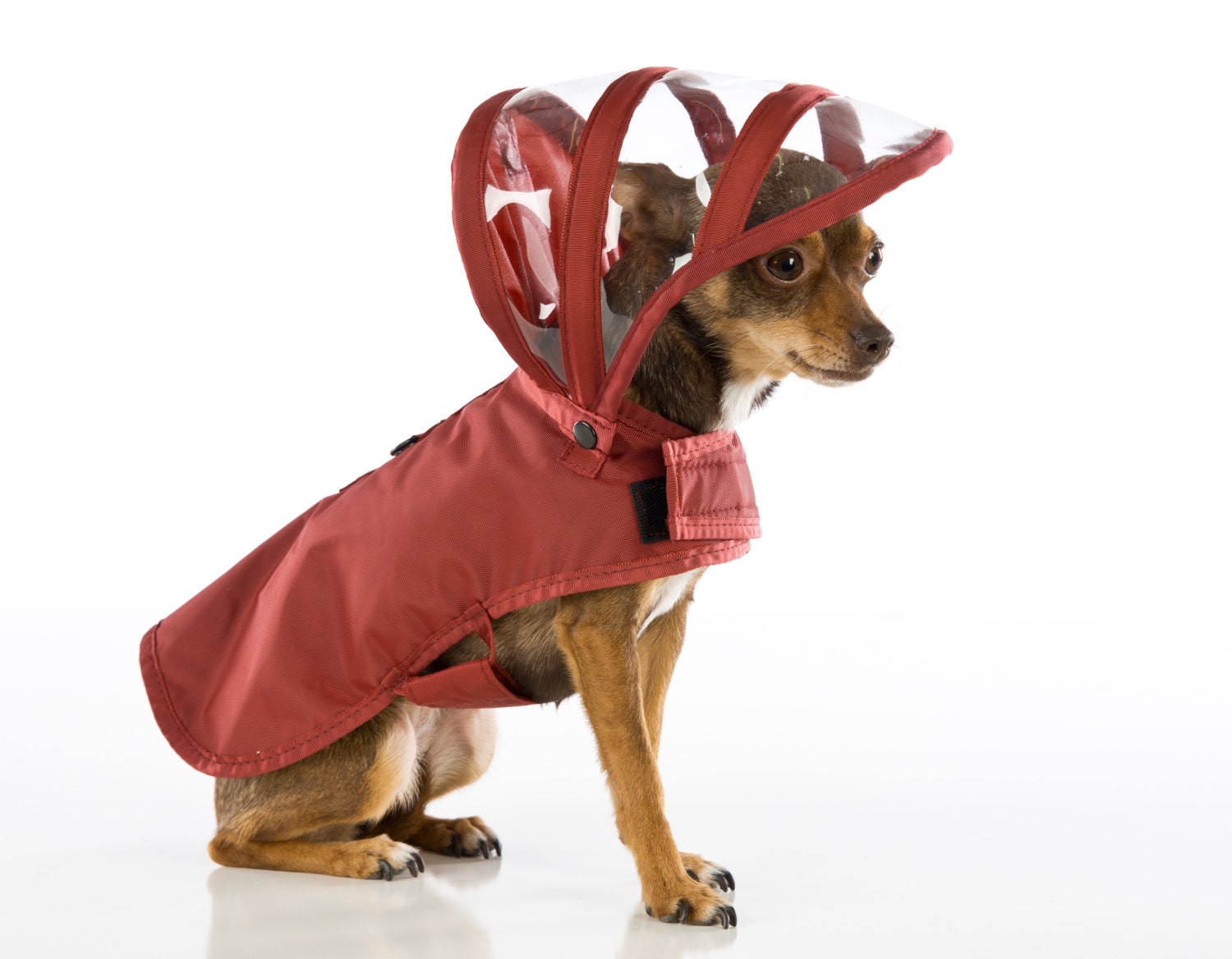 Detail Dog Raincoat Umbrella Nomer 42