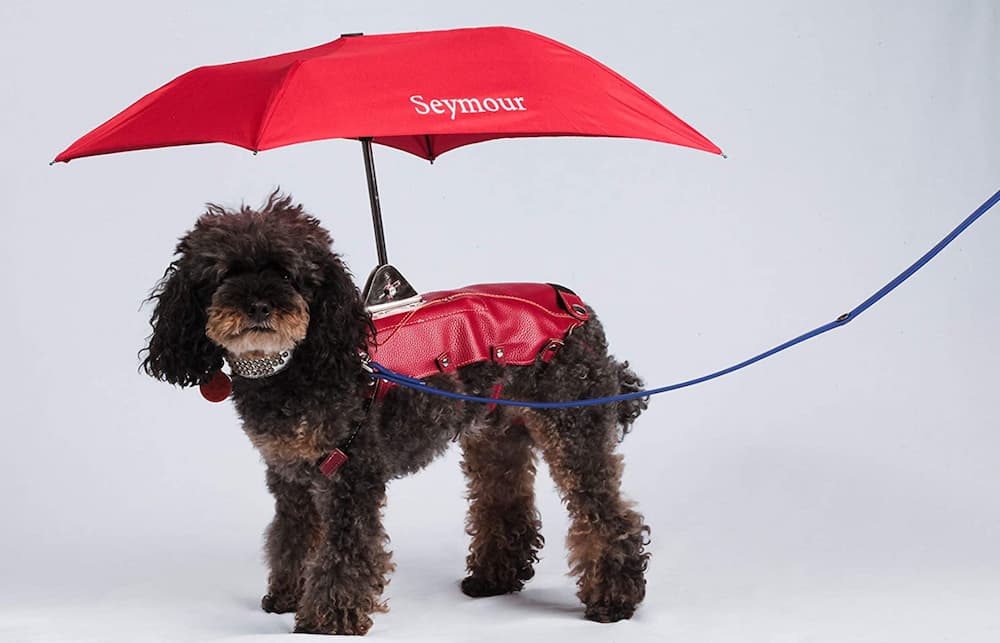 Detail Dog Raincoat Umbrella Nomer 9