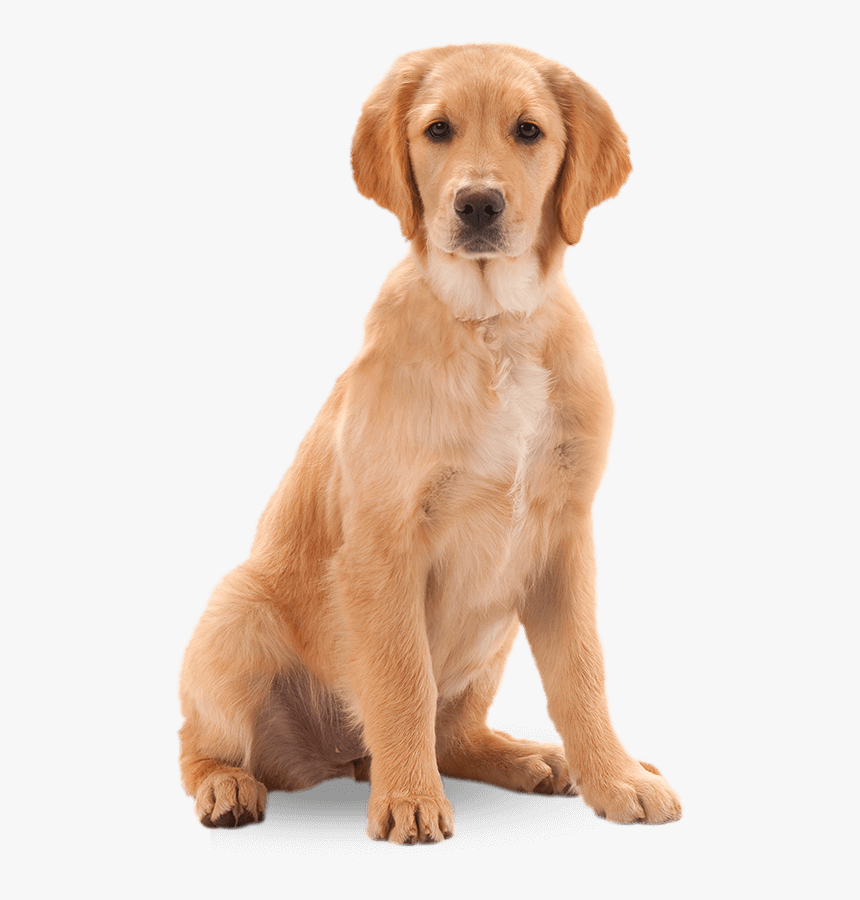 Detail Dog Transparent Background Nomer 2