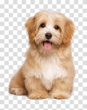 Detail Dog Transparent Background Nomer 3