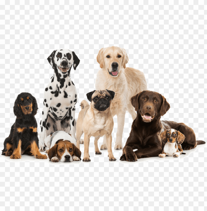 Detail Dog Transparent Background Nomer 26