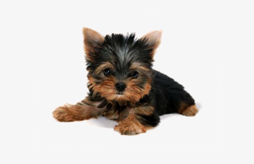 Detail Dog Transparent Background Nomer 27