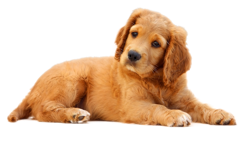 Detail Dog Transparent Background Nomer 5