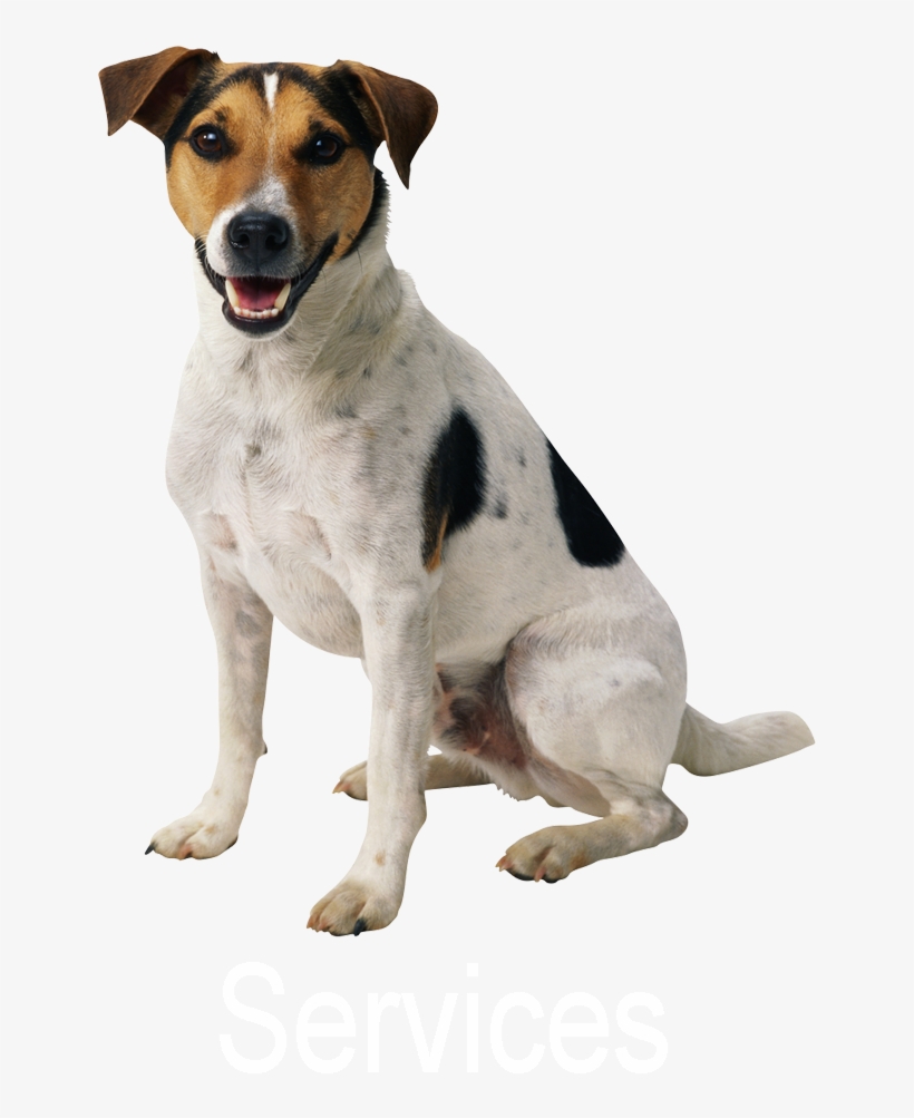 Detail Dog Transparent Background Nomer 6