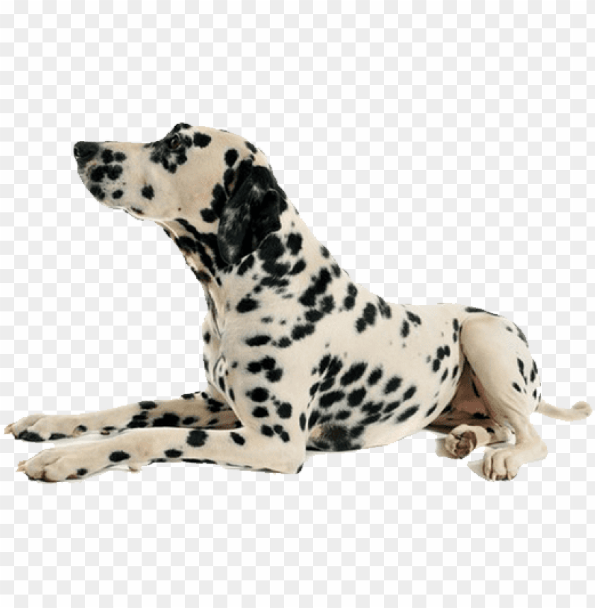 Detail Dog Transparent Background Nomer 50