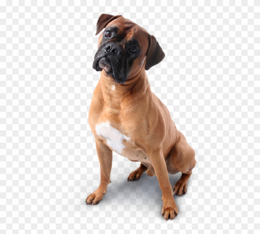 Detail Dog Transparent Png Nomer 24