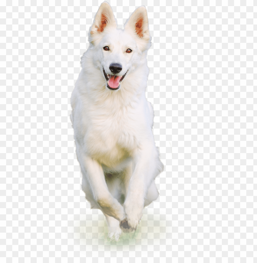 Detail Dog Transparent Png Nomer 50