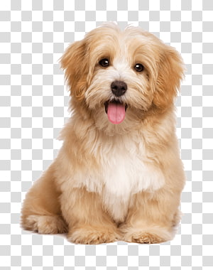 Detail Dog Transparent Png Nomer 7