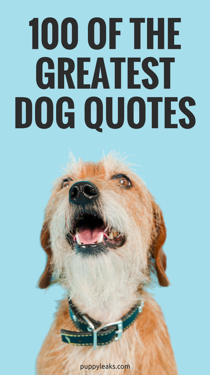 Download Dog Walking Quotes Nomer 28