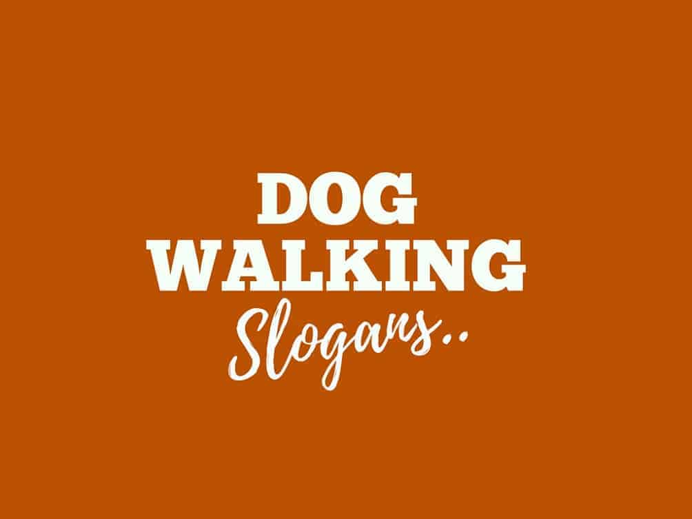 Detail Dog Walking Quotes Nomer 45