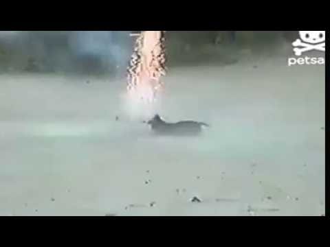 Dog With Fireworks Thug Life - KibrisPDR