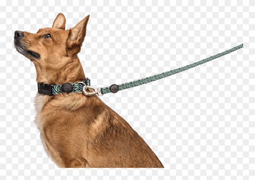 Detail Dog With Leash Clipart Nomer 42