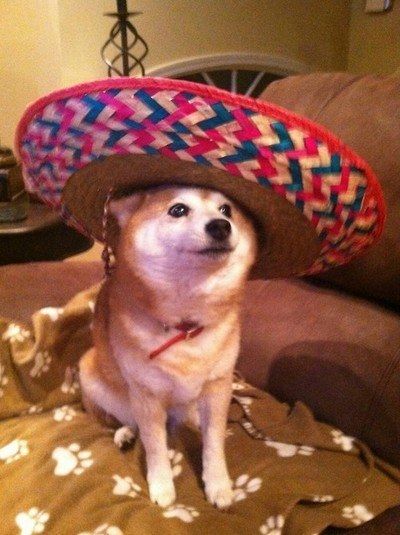 Dog With Sombrero Meme - KibrisPDR