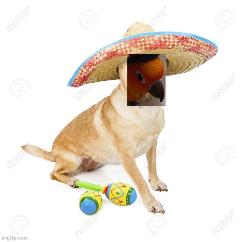 Detail Dog With Sombrero Meme Nomer 11