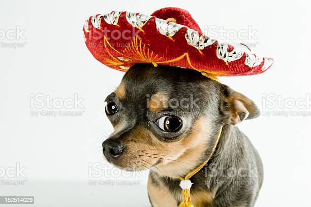 Detail Dog With Sombrero Meme Nomer 14