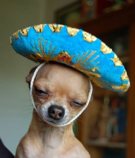 Detail Dog With Sombrero Meme Nomer 3