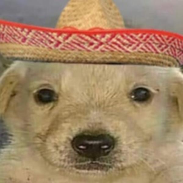 Detail Dog With Sombrero Meme Nomer 22