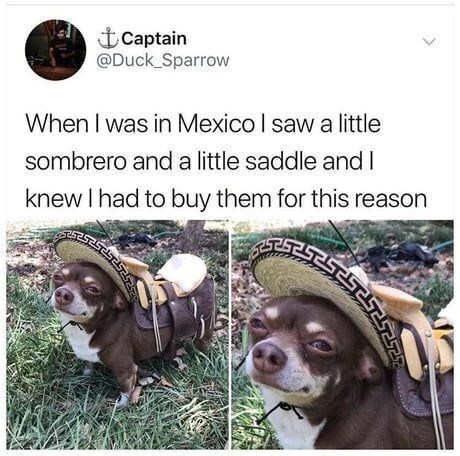 Detail Dog With Sombrero Meme Nomer 24