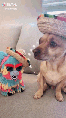 Detail Dog With Sombrero Meme Nomer 29