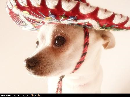Detail Dog With Sombrero Meme Nomer 34