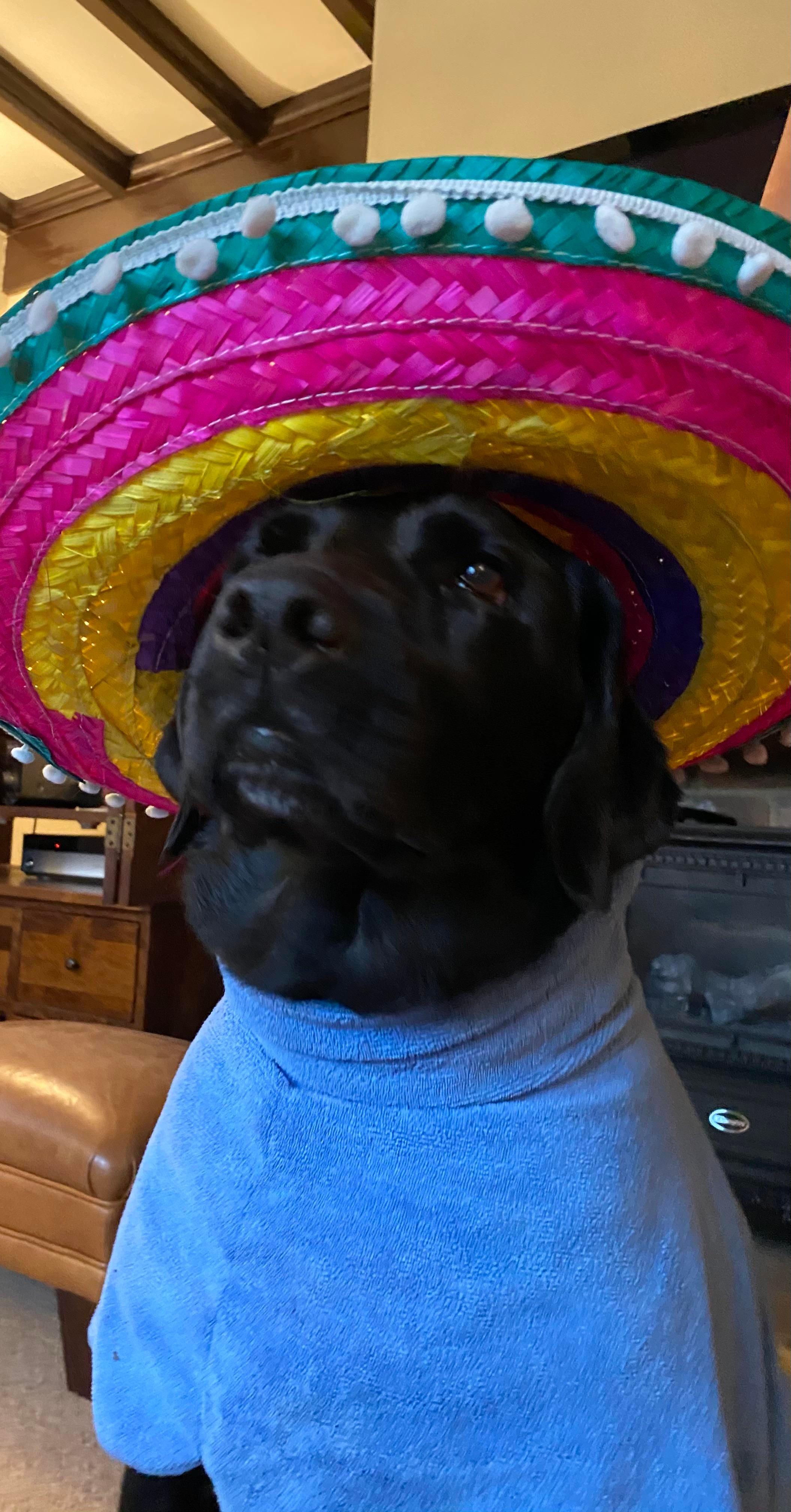 Detail Dog With Sombrero Meme Nomer 45