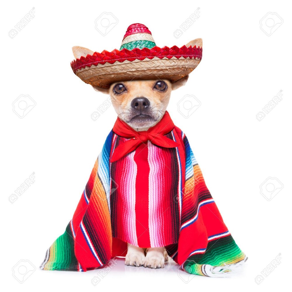 Detail Dog With Sombrero Meme Nomer 7