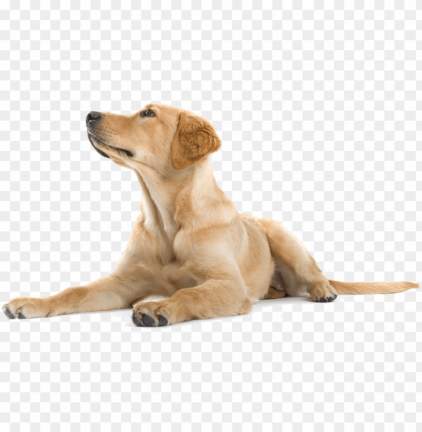Detail Dog With Transparent Background Nomer 5