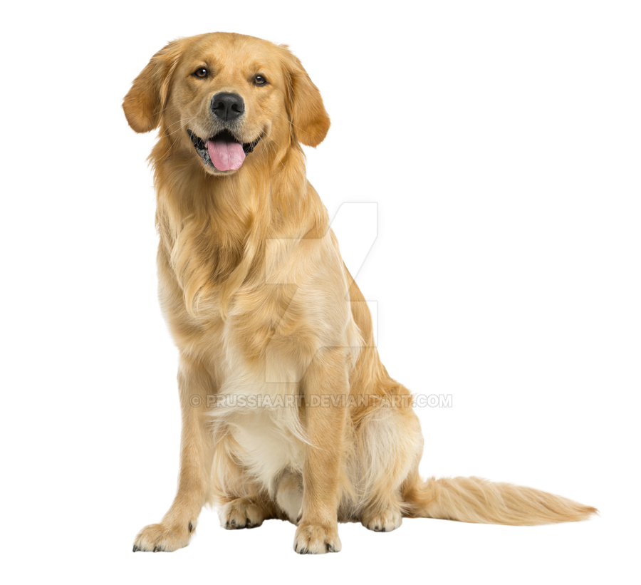 Detail Dog With Transparent Background Nomer 9