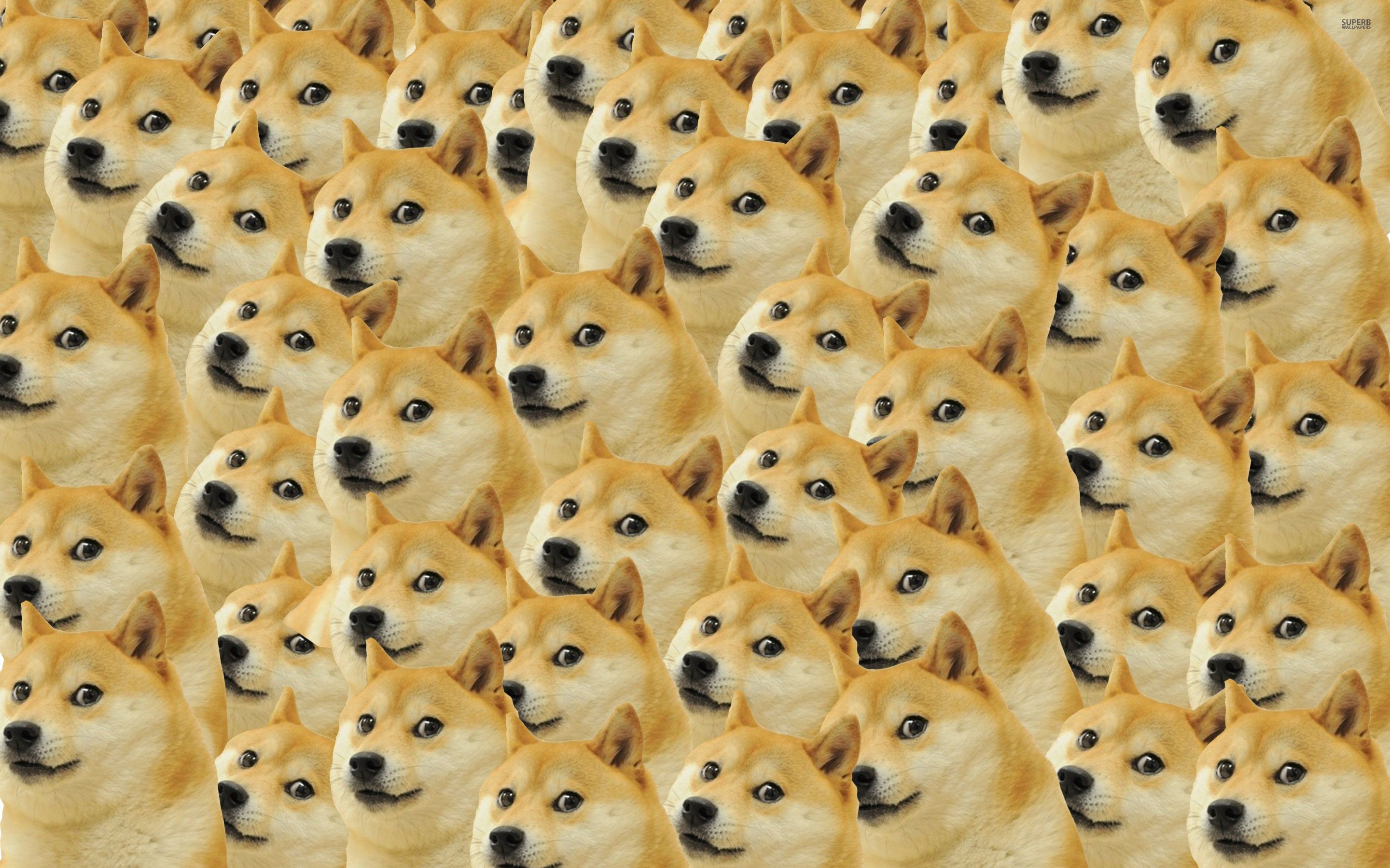 Detail Doge Background Nomer 2