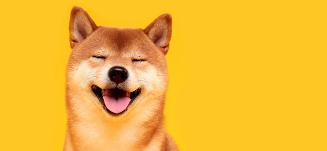 Detail Doge Background Nomer 28