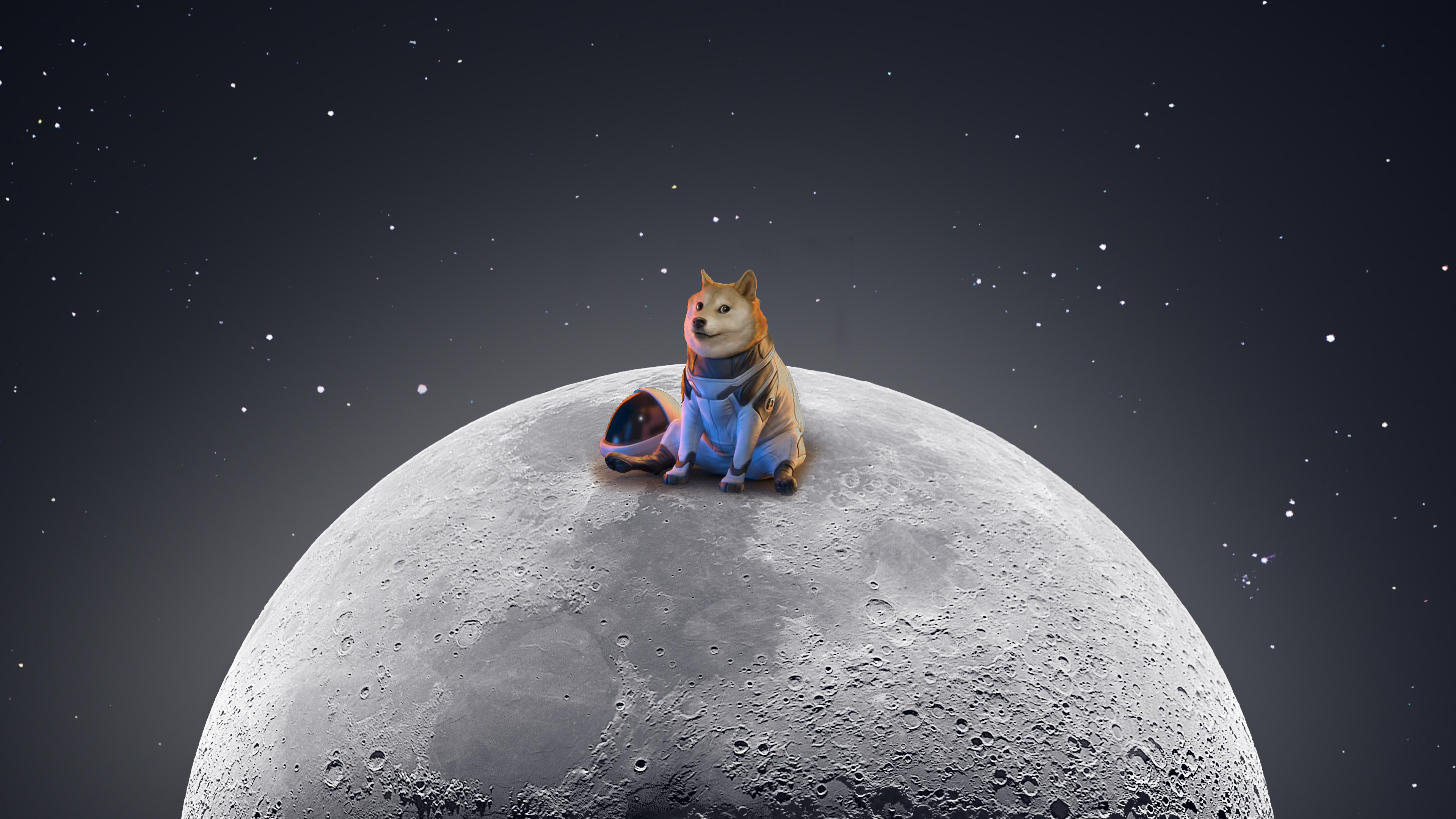 Detail Doge Background Nomer 33